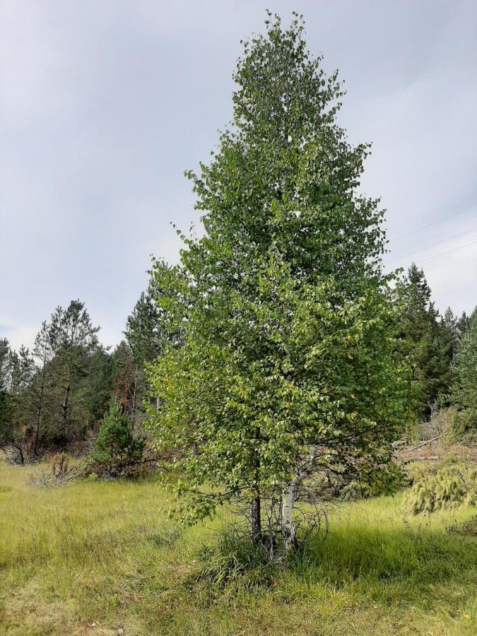 Vila Vikendica Borje Žabljak Exteriér fotografie
